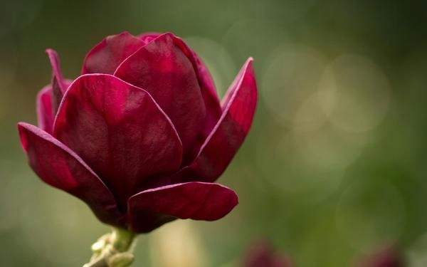 Magnolia RED AS RED NOWOŚĆ 2019!!!