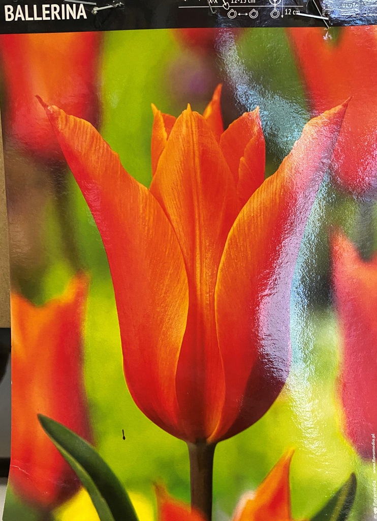 Tulipan liliokształtny orange Ballerina cebulki 5x