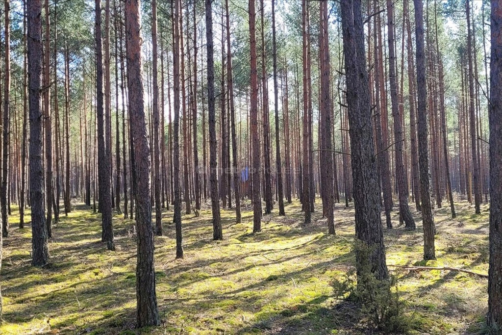 Działka, Brusy, Brusy (gm.), 3098 m²