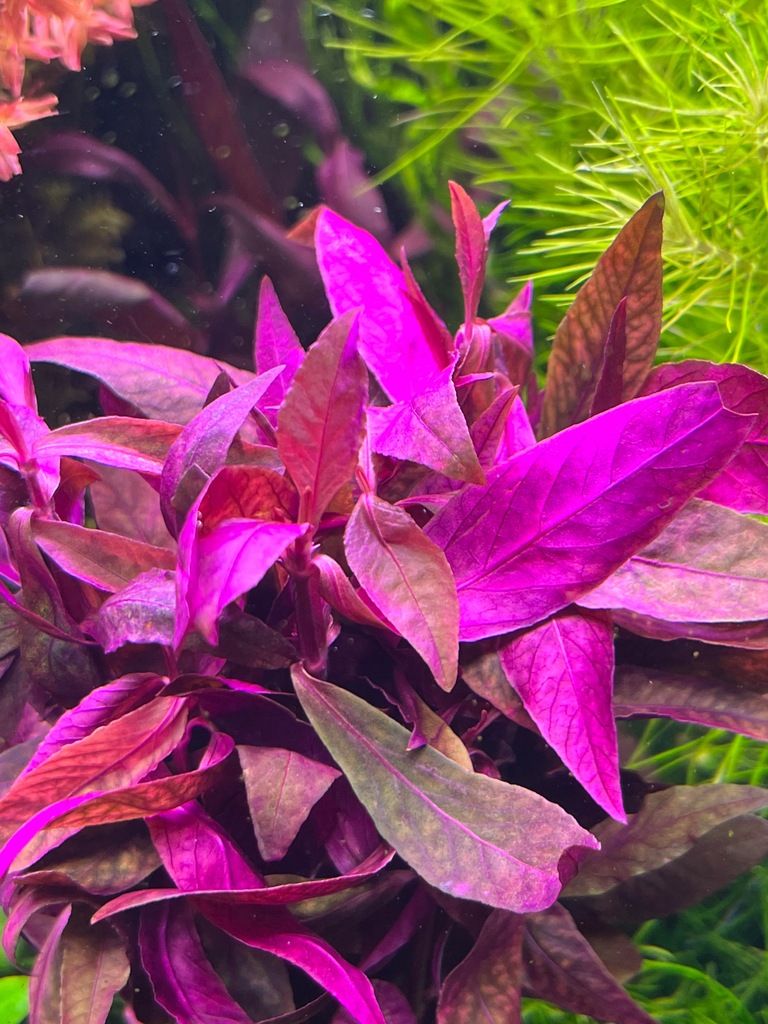 Alternanthera Sessilis Rubra, rośliny do akwarium