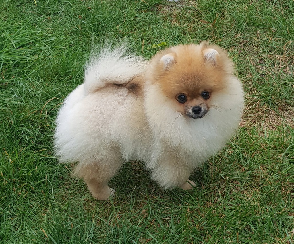 Pomeranian szpic miniaturowy piesek ZKwP FCI