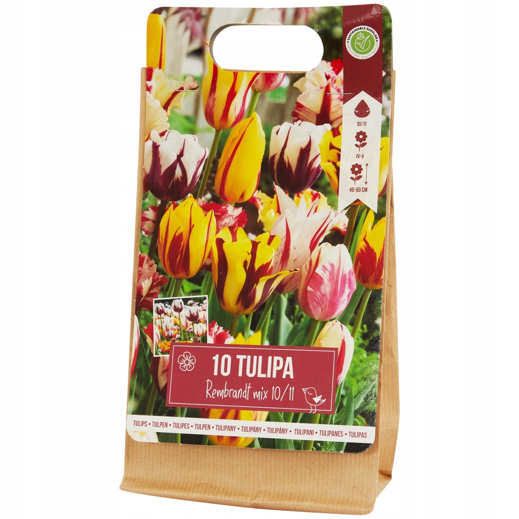 Tulipany Rembrandt mix kolor 10 cebulek kwiatowych