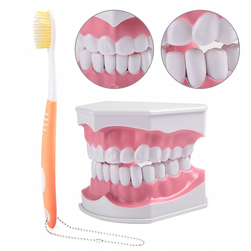 Model zębów dentystycznych dla dorosłych i