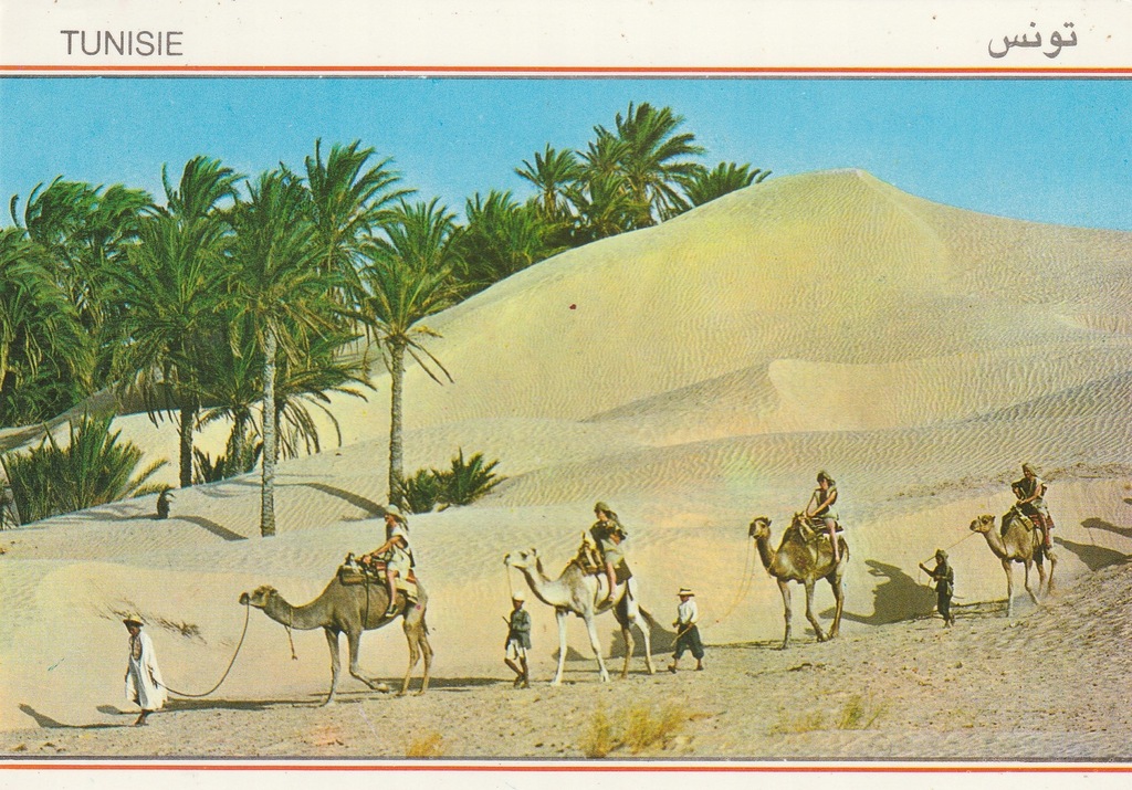 P56.Tunezja Karawana Wielbłądów na Pustyni Sahara,Stara Pocztówka