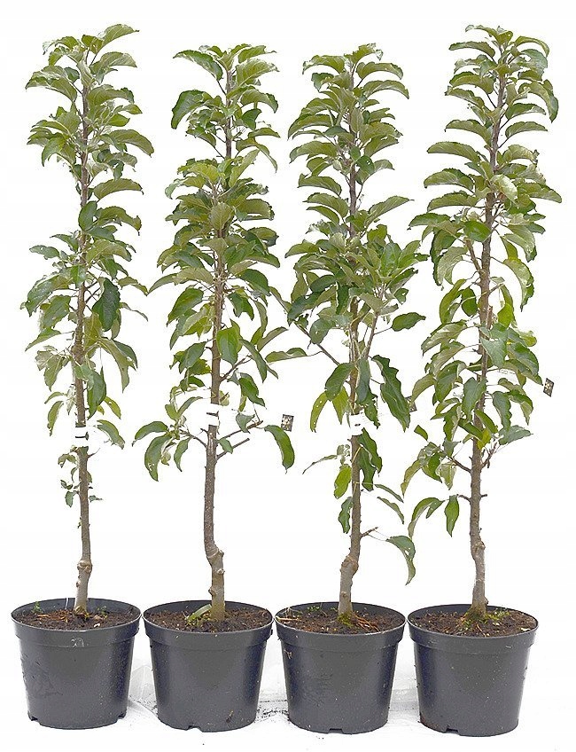 Jabłoń kolumnowa Garden Fountain 11382180633 oficjalne archiwum Allegro