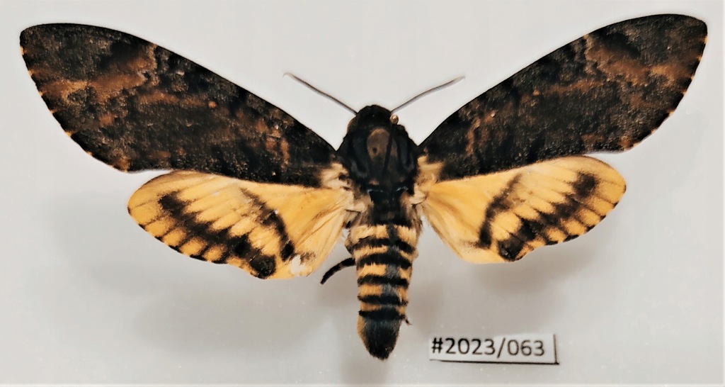 Motyl Acherontia styx samiec 89mm .