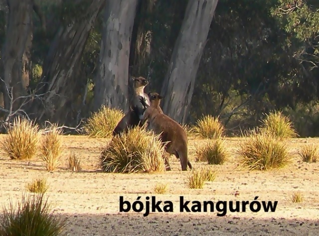 Prezentacja Bójka kangurów - gra_szka - ku pamięci