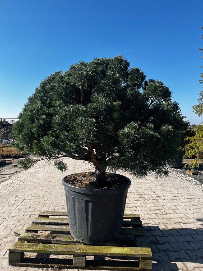 SOSNA FORMOWANA PINUS WATERERI