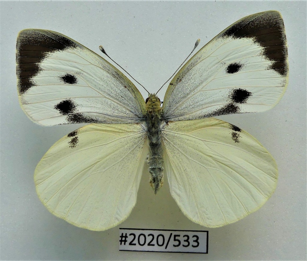 Motyl Pieris brassicae samica .