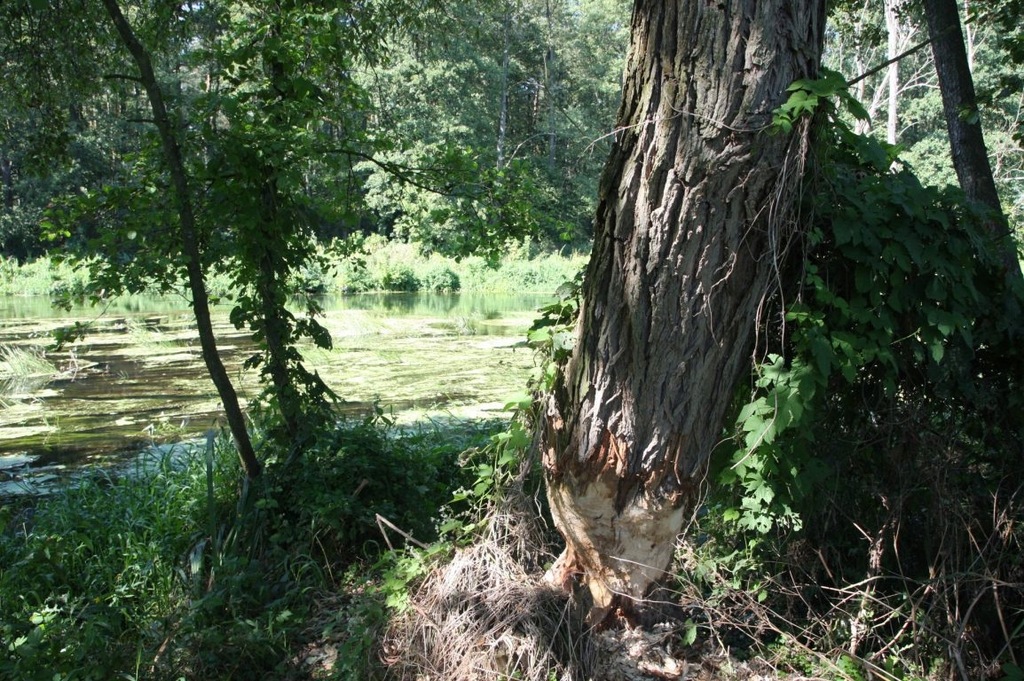 Działka, Białkowo, Golub-Dobrzyń (gm.), 48194 m²