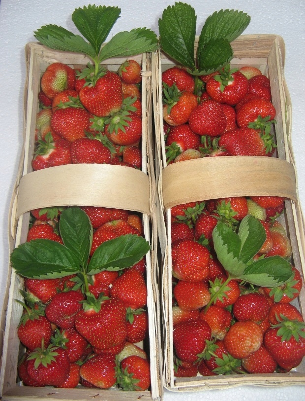 Купить Клубника MEGA крупная SEEDLINGS GIANT Fruit 10 шт.: отзывы, фото ...