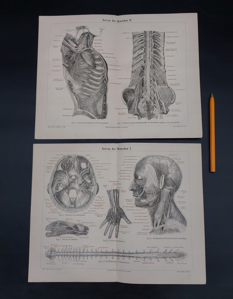 CHROMOLITOGRAFIA GRAFIKA MEYERS 1888 ROK ANATOMIA UKŁAD NERWOWY - ORYGINAŁ