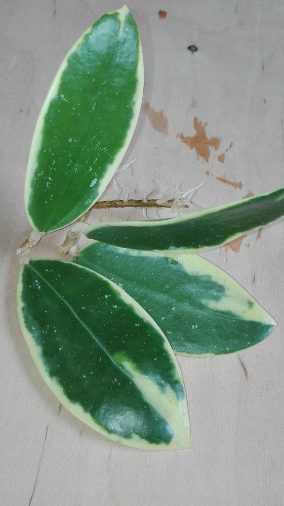 Hoya PARASITICA ALBOMARGINATA