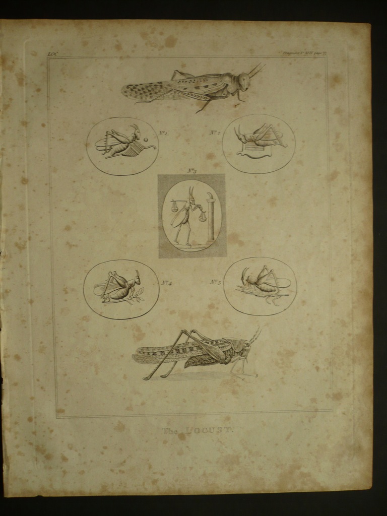 szarańcza w antycznej symbolice, oryg 1802