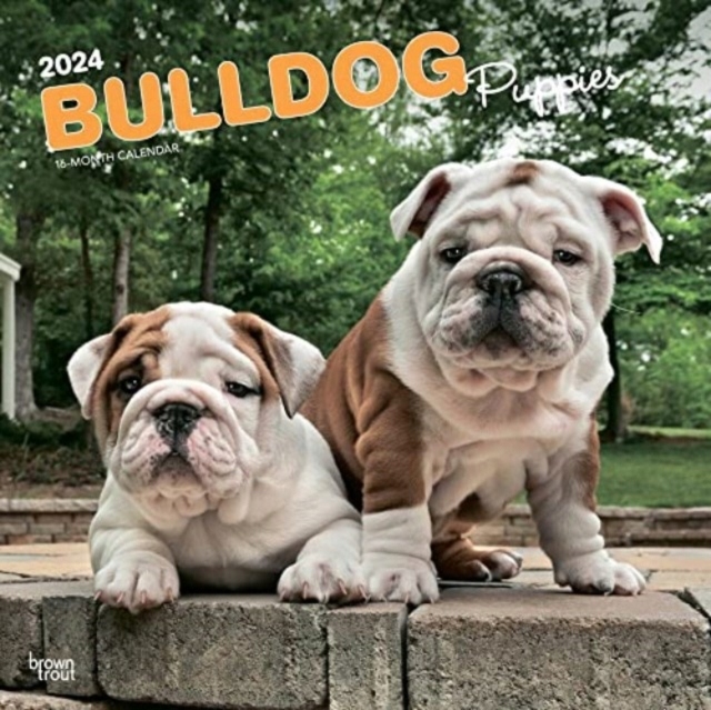 BULLDOG PUPPIES 2024 SQUARE