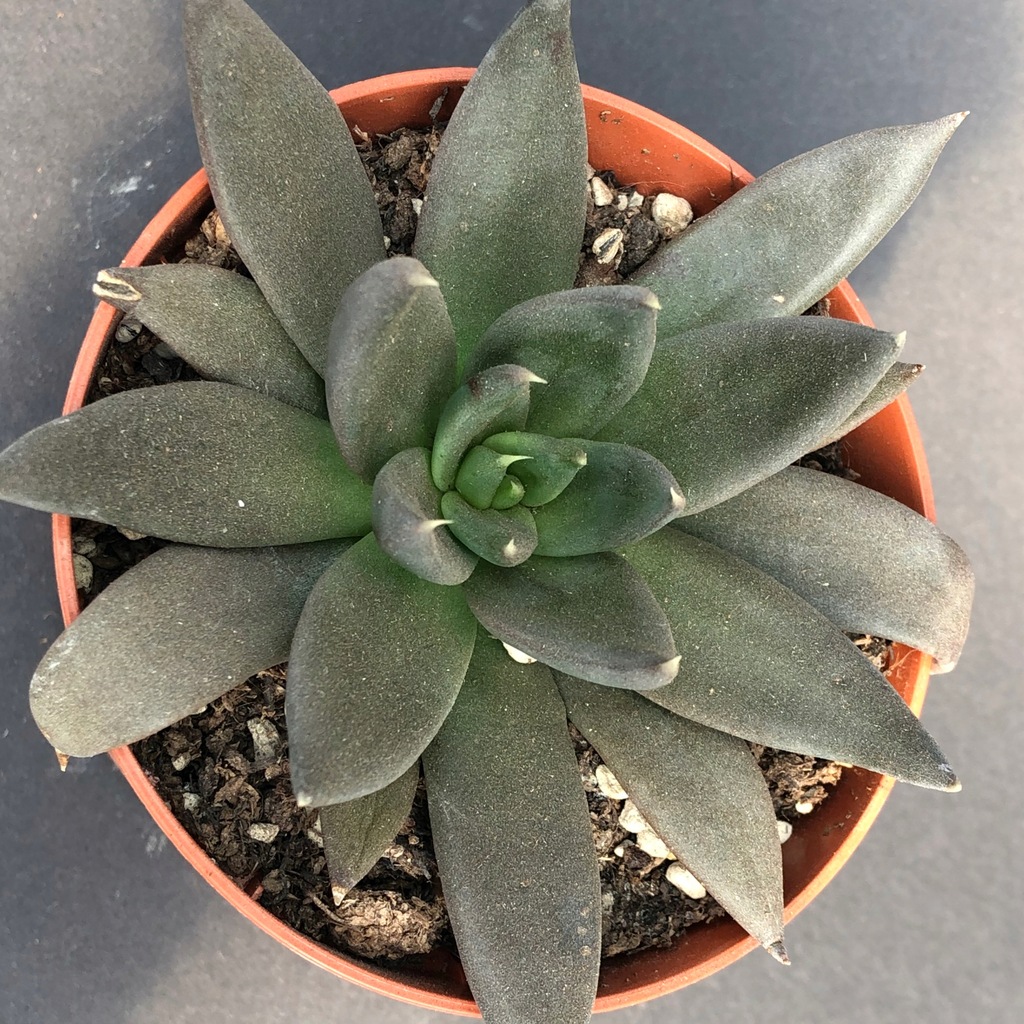 527. Echeveria cv. Black Prince