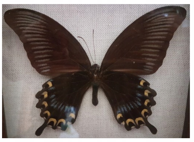 Motyl w gablotce Papilio ascalaphus