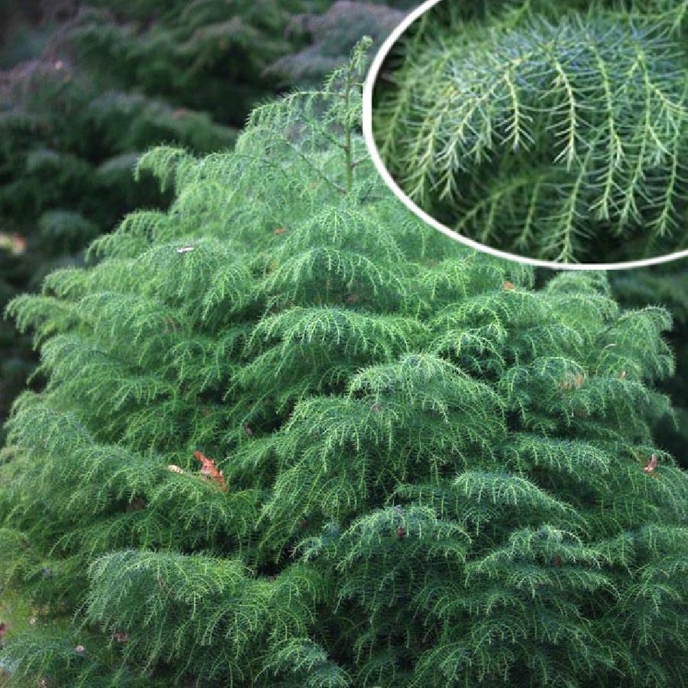 Szydlica japońska Cryptomeria j. 'Elegans Viridis'