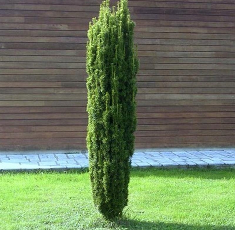 Cis pośredni WOJTEK cis KOLUMNOWY duża sadzonka