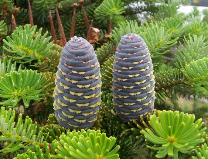 Rzadka JODŁA HIMALAJSKA Abies Pindrow 10-20 NASION