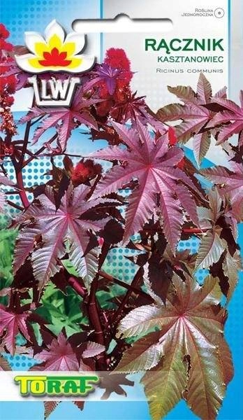 RĄCZNIK KASZTANOWIEC okazała roslina ozdobna KOLOR