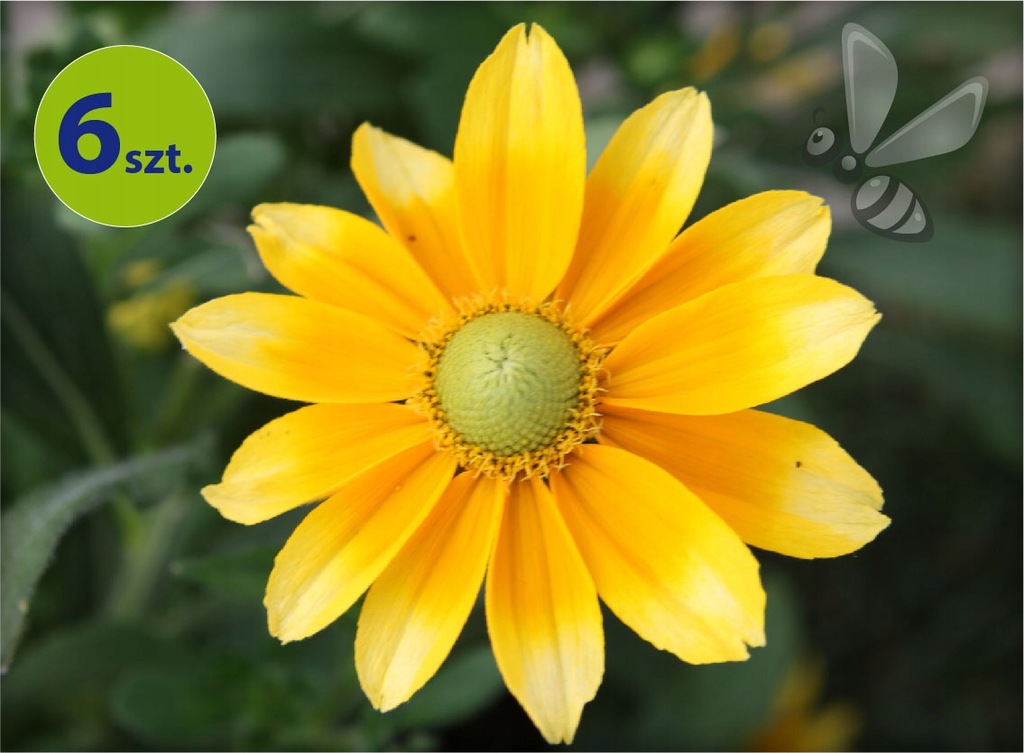 Rudbekia Summerdaisy's Green Sun 6 sztuk