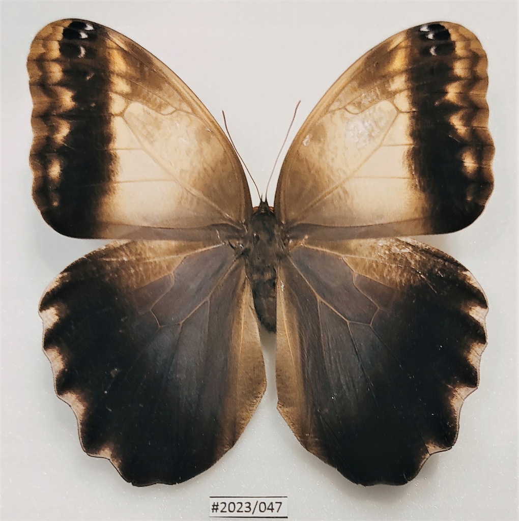 Motyl Caligo memnon samiec 113mm .