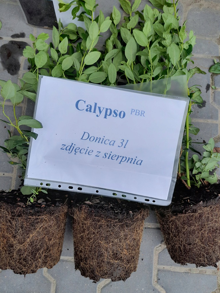 Borówka Amerykańska CALYPSO PBR 3 litry TRZY Latka