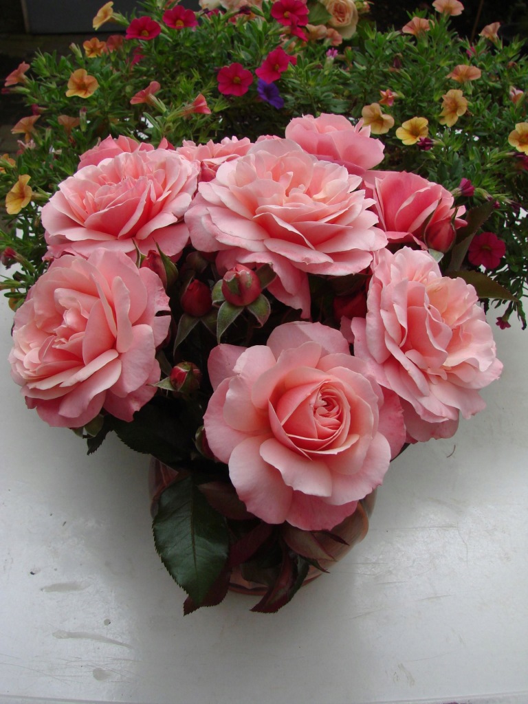 Róża rabatowa - Botticelli Rose