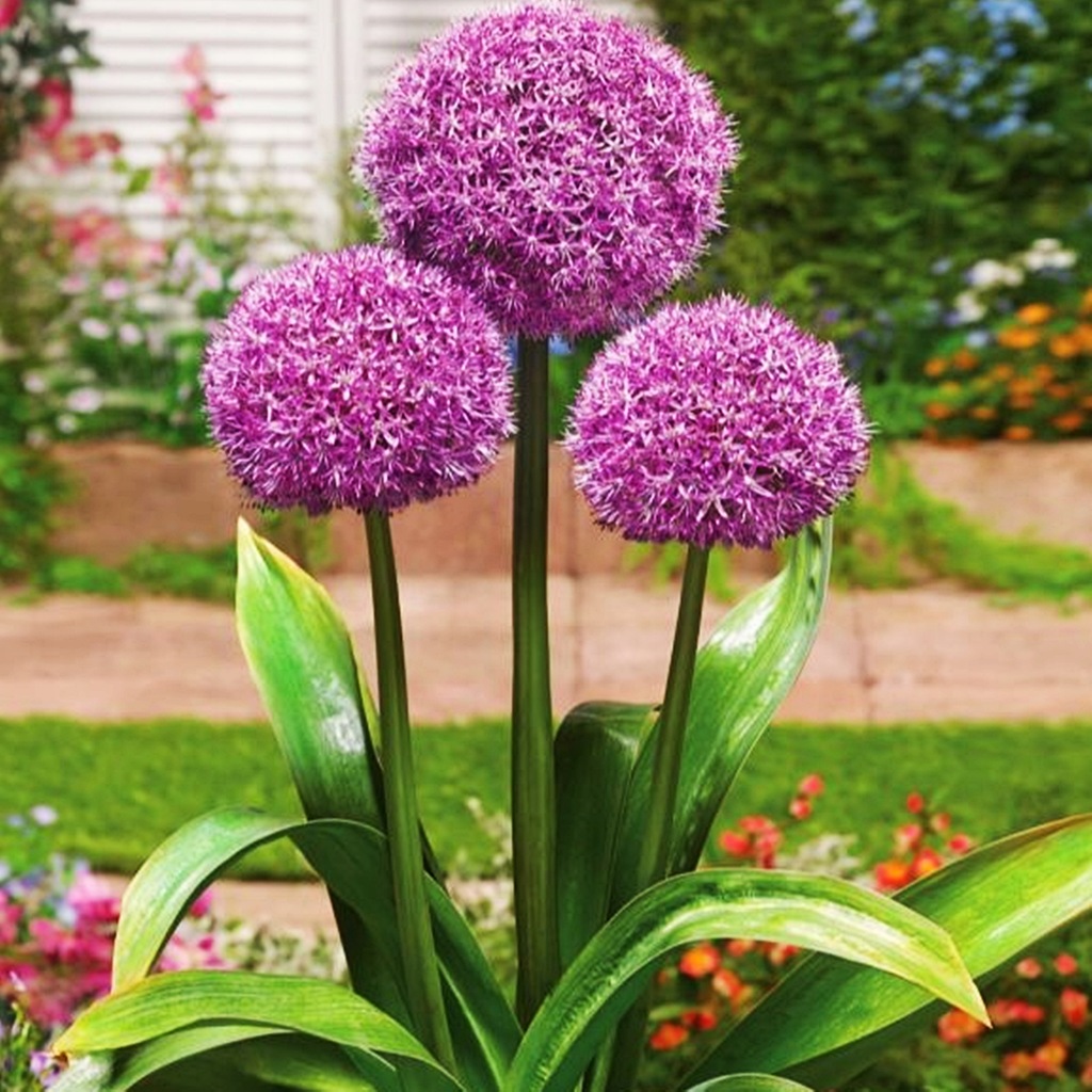Allium Czosnek Ozdobny Party Balloons 1szt cebulki 12323221358