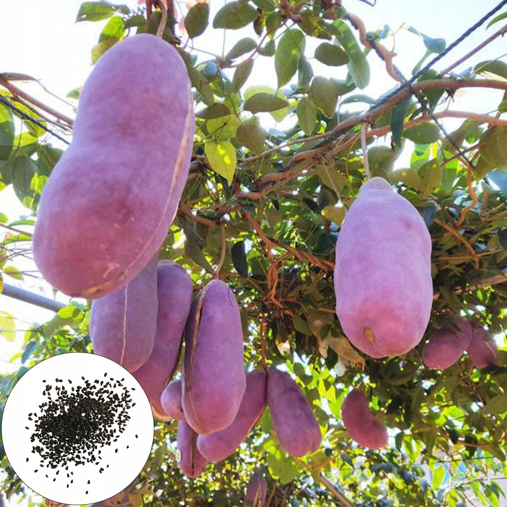 50Pcs/Bag Akebia Seeds Fresh Landscaping Natu