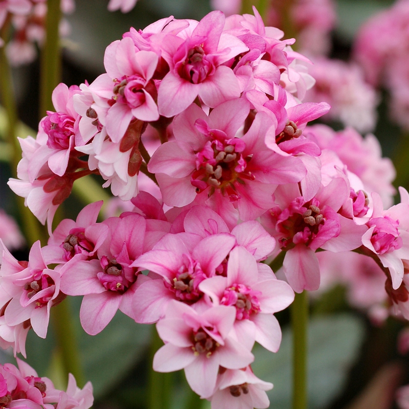 Bergenia sercolistna "Dragonfly Sakura"
