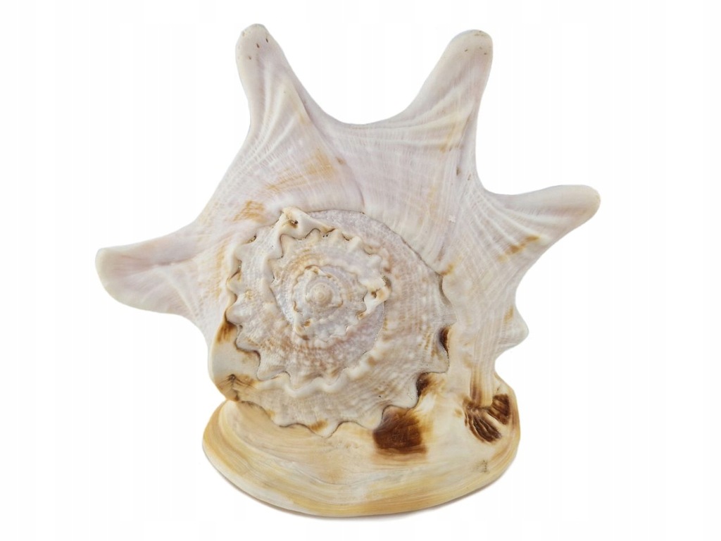 piękna bardzo duża MUSZLA morska CASIS CORNUTA PRZYŁBICA ROGATA 18 cm