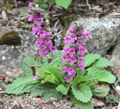 Horminum pirenejskie Horminum pyrenaicum 'Rubrum