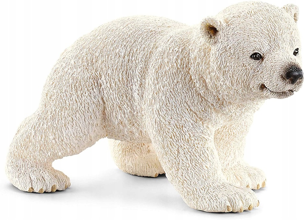 Młody niedźwiedź polarny