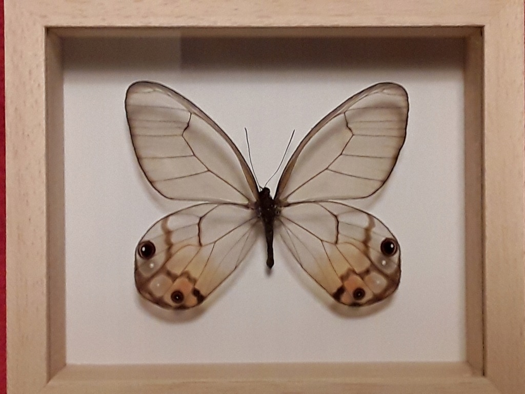 Motyl w ramce 12 x 10 cm. Haetera piera 70 mm