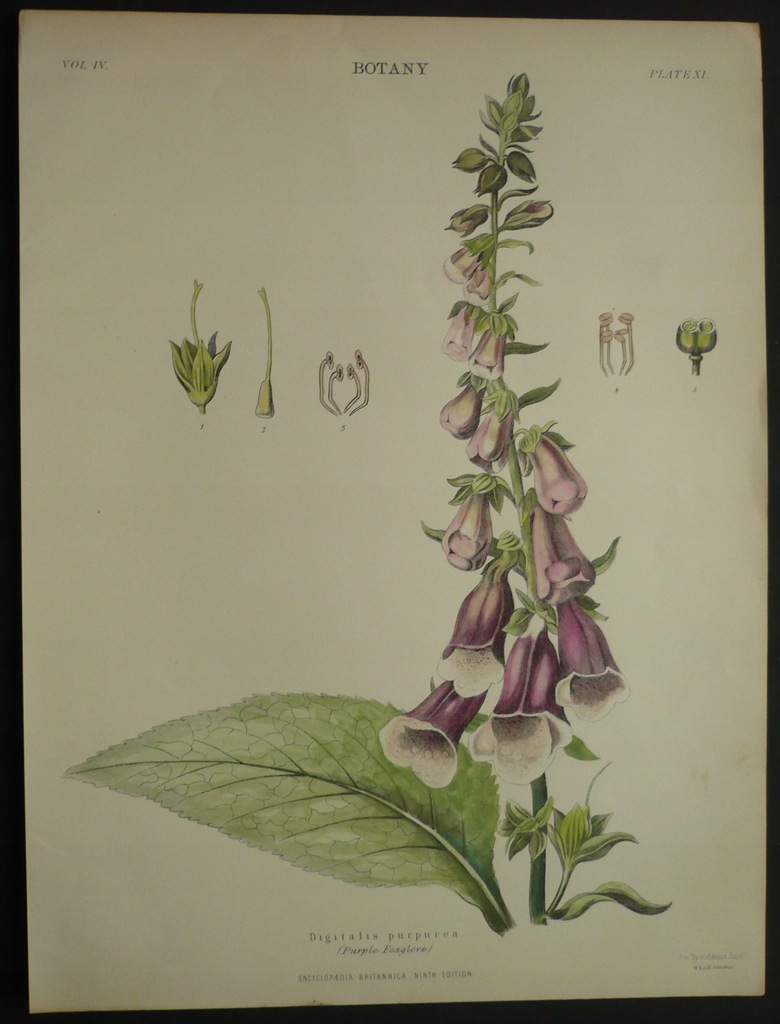 Naparstnica purpurowa, oryg. 1889