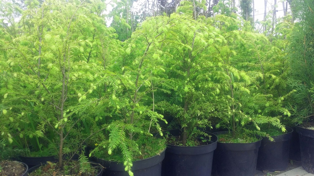 Bardzo Szybko Rosnąca Roślina Tropikalna Choina KANADYJSKA szybko rosnąca ODPORNA żywopłot - 9342475164