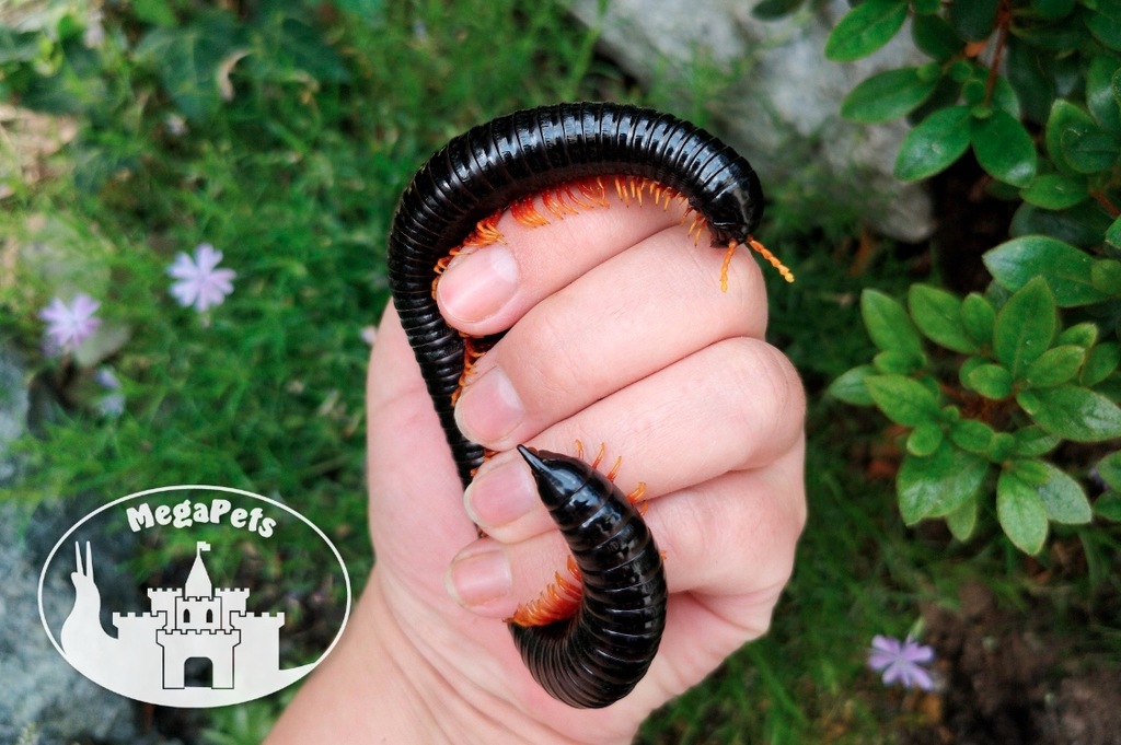 Rarytas Alienostreptus bicoloripes Krocionogi Wije