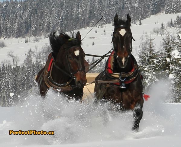 Kulig dla dwóch osób Zakopane-Kościeisko