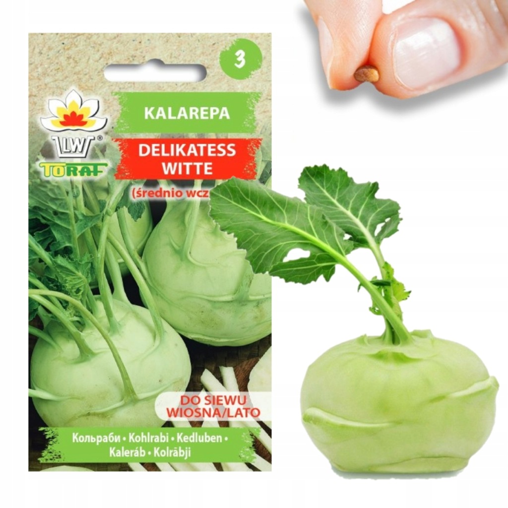 W1073 KALAREPA NASIONA KALAREPY DELIKATESS WITTE BIAŁA ŚR WCZESNA 2G wiosn