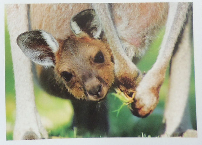 Wyślę kartkę z Australii - Kangurek