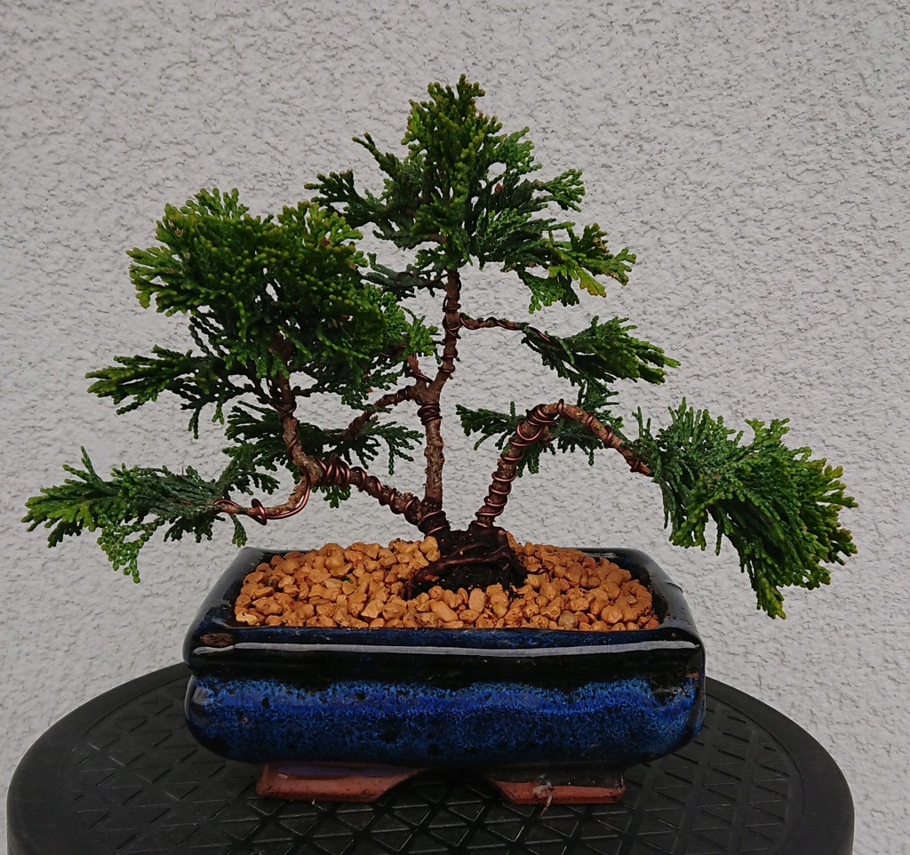 Drzewko bonsai Cyprys Japoński