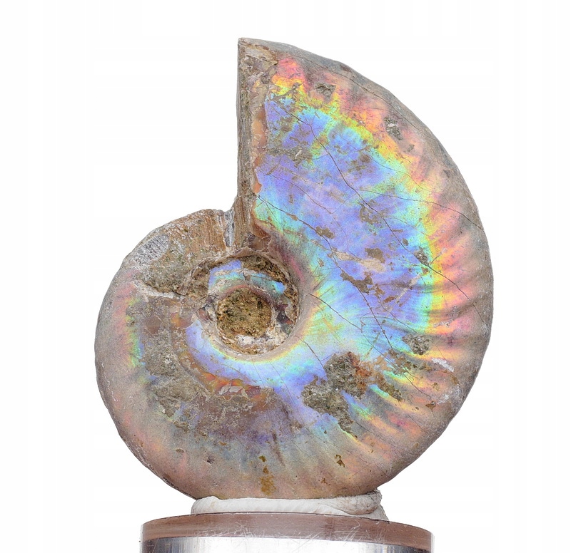 AMONIT kolorowa opalescencja - MADAGASKAR /bm829