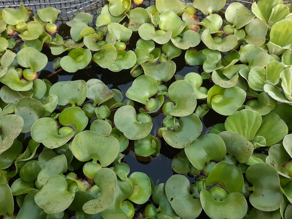 Hiacynt wodny do oczek