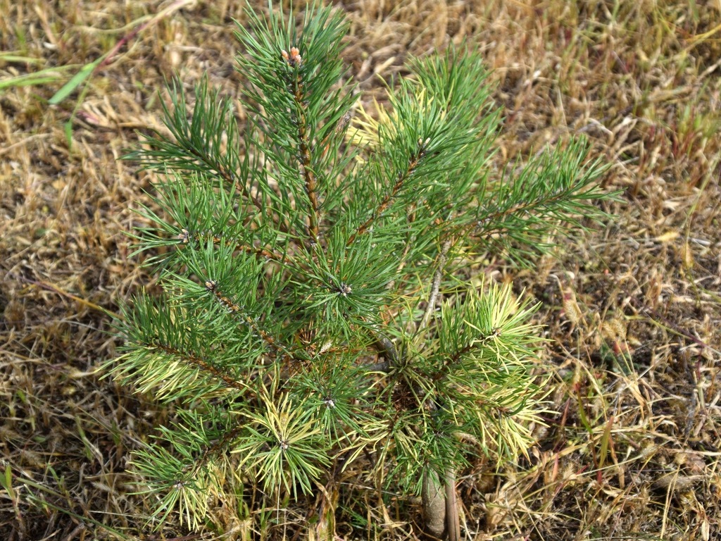 Sosna pospolita 'Kalinow' (Pinus sylvestris)