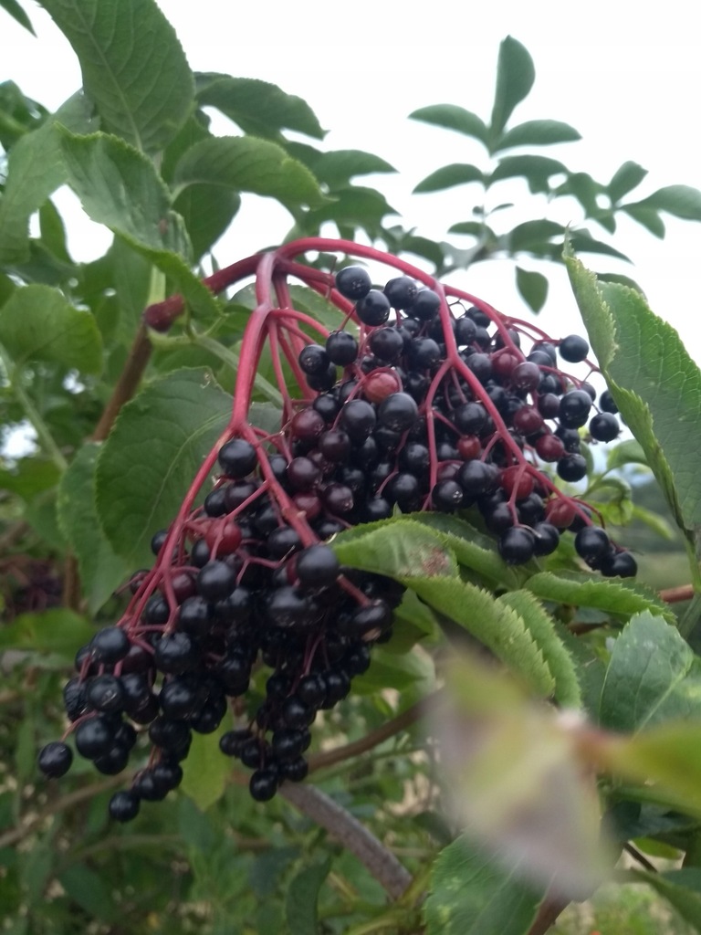 Czarny BEZ - Świeże Owoce