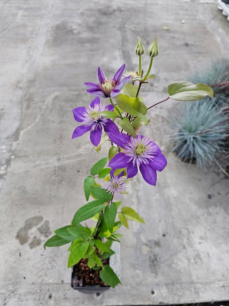 Powojnik Clematis Multi Blue - L