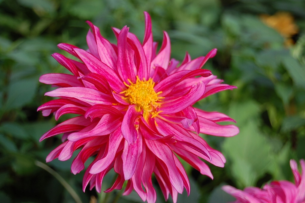 Dalia Dahlia Gallery Art Nouveau wysoka duży kwiat 7747326362