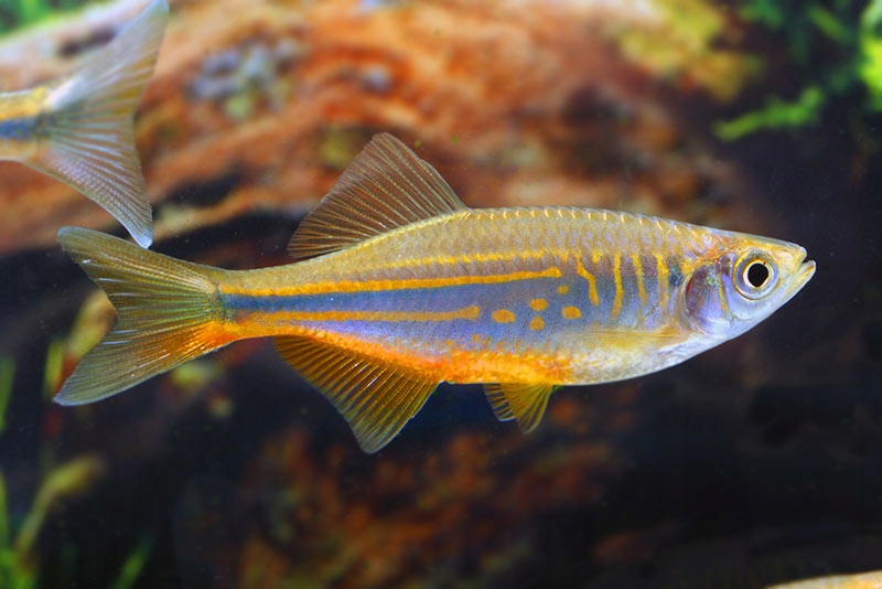 Купить Малабарский данио — Devario Malabaricus: отзывы, фото, характеристики в интерне-магазине Aredi.ru